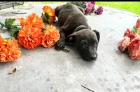 Georgie , a male American Pit Bull Terrier for sale in Kiln, MS – 6 of 9