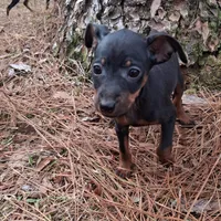 Jack, a male Miniature Pinscher for sale in Kiln, MS – Photo 6 of 10