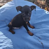 Jack, a male Miniature Pinscher for sale in Kiln, MS – Photo 10 of 10