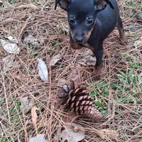 Jack, a male Miniature Pinscher for sale in Kiln, MS – Photo 1 of 10