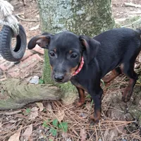 Jack, a male Miniature Pinscher for sale in Kiln, MS – Photo 3 of 10
