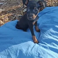 Jack, a male Miniature Pinscher for sale in Kiln, MS – Photo 9 of 10