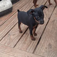 Jack, a male Miniature Pinscher for sale in Kiln, MS – Photo 4 of 10