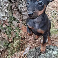 Jack, a male Miniature Pinscher for sale in Kiln, MS – Photo 7 of 10