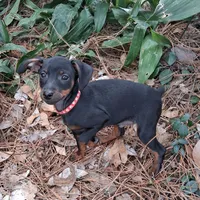 Jack, a male Miniature Pinscher for sale in Kiln, MS – Photo 2 of 10