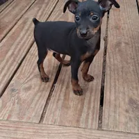Jack, a male Miniature Pinscher for sale in Kiln, MS – Photo 5 of 10