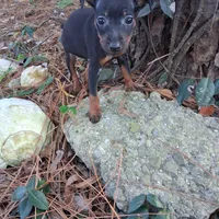 Jack, a male Miniature Pinscher for sale in Kiln, MS – Photo 8 of 10