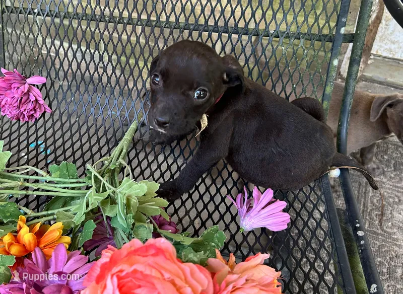 Gary – American Pit Bull Terrier puppy for sale in Kiln, MS