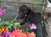 Gary, a male American Pit Bull Terrier for sale in Kiln, MS – 1 of 7