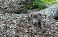 Zondo, a male American Pit Bull Terrier for sale in Kiln, MS – 6 of 10