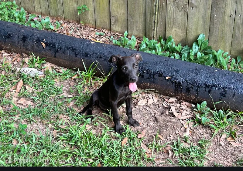 Georgia  – American Pit Bull Terrier puppy for sale in Kiln, MS
