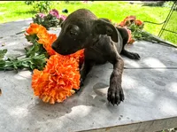 Georgia , a female American Pit Bull Terrier for sale in Kiln, MS – 4 of 10
