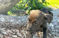 Georgia , a female American Pit Bull Terrier for sale in Kiln, MS – 8 of 10