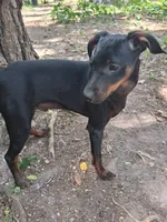 Jack, a male Miniature Pinscher for sale in Kiln, MS – 2 of 10