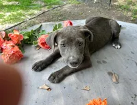 Zondo, a male American Pit Bull Terrier for sale in Kiln, MS – 2 of 10