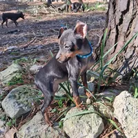 Precious, a female Miniature Pinscher for sale in Kiln, MS – Photo 3 of 10