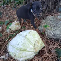 Precious, a female Miniature Pinscher for sale in Kiln, MS – Photo 6 of 10