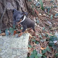 Precious, a female Miniature Pinscher for sale in Kiln, MS – Photo 8 of 10
