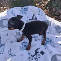 Precious, a female Miniature Pinscher for sale in Kiln, MS – Photo 10 of 10