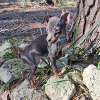 Precious, a female Miniature Pinscher for sale in Kiln, MS – Photo 1 of 10