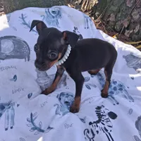 Precious, a female Miniature Pinscher for sale in Kiln, MS – Photo 7 of 10