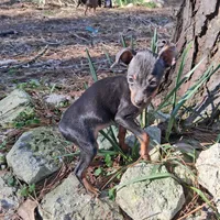 Precious, a female Miniature Pinscher for sale in Kiln, MS – Photo 5 of 10