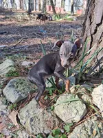 processed/f9c27b33-ae5f-4d0c-98e0-63265eae79a0/listing/659fdb9f-422f-4889-881f-7dbbc0d709d7/a7c122f3-daa5-449f-8284-f2da35f8c070