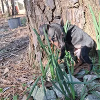 Precious, a female Miniature Pinscher for sale in Kiln, MS – Photo 2 of 10