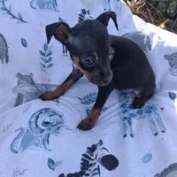 Precious, a female Miniature Pinscher for sale in Kiln, MS – Photo 9 of 10