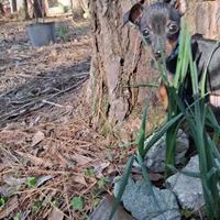 Precious, a female Miniature Pinscher for sale in Kiln, MS – Photo 4 of 10