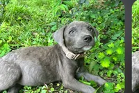 Gabriel , a female American Pit Bull Terrier for sale in Kiln, MS – 2 of 7