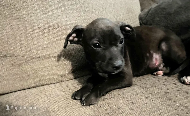 Georgie  – American Pit Bull Terrier puppy for sale in Kiln, MS
