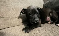 Georgie , a male American Pit Bull Terrier for sale in Kiln, MS – 1 of 9