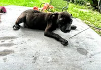Georgie , a male American Pit Bull Terrier for sale in Kiln, MS – 3 of 9