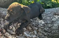 Georgia , a female American Pit Bull Terrier for sale in Kiln, MS – 10 of 10