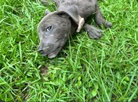 Gabriel , a female American Pit Bull Terrier for sale in Kiln, MS – 4 of 7