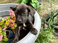 Gary, a male American Pit Bull Terrier for sale in Kiln, MS – 2 of 7