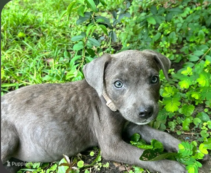 Gabriel  – American Pit Bull Terrier puppy for sale in Kiln, MS