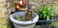 Gabriel , a female American Pit Bull Terrier for sale in Kiln, MS – 7 of 7
