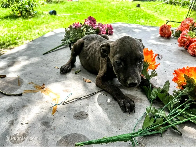 Georgia  – American Pit Bull Terrier puppy for sale in Kiln, MS