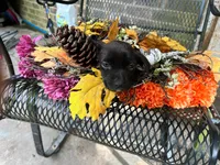 Gary, a male American Pit Bull Terrier for sale in Kiln, MS – 3 of 7