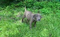 Gia, a female American Pit Bull Terrier for sale in Kiln, MS – 5 of 6