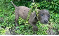 Gia, a female American Pit Bull Terrier for sale in Kiln, MS – 1 of 6
