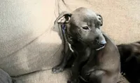 Georgia , a female American Pit Bull Terrier for sale in Kiln, MS – 5 of 10