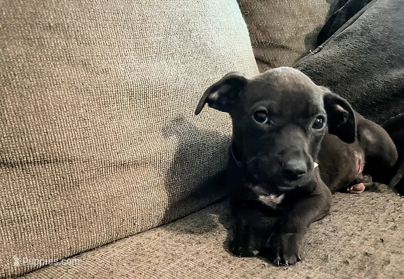 Georgie  – American Pit Bull Terrier puppy for sale in Kiln, MS
