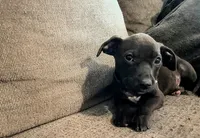 Georgie , a male American Pit Bull Terrier for sale in Kiln, MS – 2 of 9