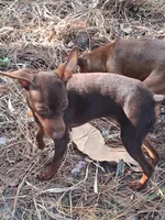 Beau, a male Miniature Pinscher for sale in Kiln, MS – Photo 1 of 10