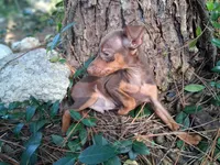 Beau, a male Miniature Pinscher for sale in Kiln, MS – Photo 9 of 10
