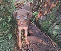 Beau, a male Miniature Pinscher for sale in Kiln, MS – Photo 5 of 10