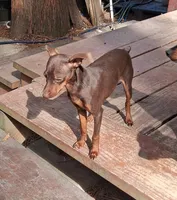 Beau, a male Miniature Pinscher for sale in Kiln, MS – Photo 3 of 10